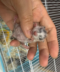 ��ë��˿�ܺ����߰ײ˼�