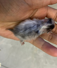 ��ë��˿�ܺ����߰ײ˼�