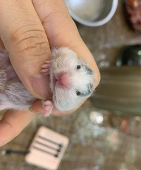 ��Ʒ�Գƾ�ë������