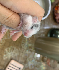 ��Ʒ�Գƾ�ë������