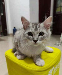 ��ë��ǳ��ܵ�ת��