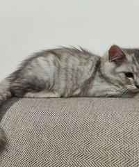 ��ë��ǳ��ܵ�ת��