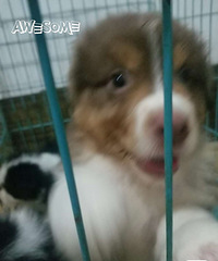 �Ĵ���������Ȯ