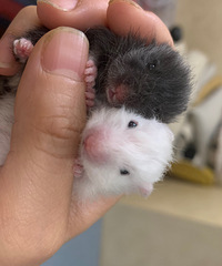 ��ë��˿�ܱ���һ��һ��