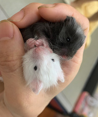 ��ë��˿�ܱ���һ��һ��