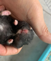 ��˿�ܾ�ë����