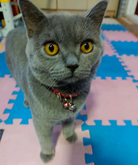 ��ƺ����Ѱ����è��