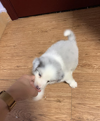 �Լ���ʯ������������ı������¼���