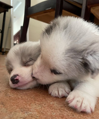 �Լ���ʯ������������ı������¼���