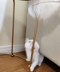 ����Ѫ  ����  ���� ����ɫ����ĸè