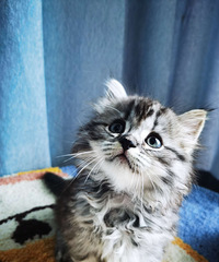 ���̸ߵ�è���¼�