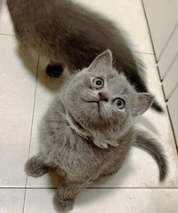 ���۴�����è�ܵ���ֻ