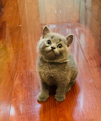 ���۴�����è�ܵ���ֻ