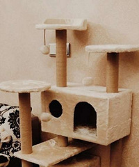 ���ת��è���ܣ�����Ҫ�Ĳ�ʺ�١�