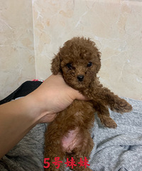 ���2ֻ����