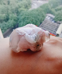 ӣ�����Сţ��̼�