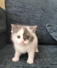 �����Ĵ�è��������Сè�������