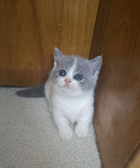 �������װ��ŵͼۼ�����