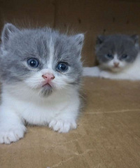 �������װ��ŵͼۼ�����