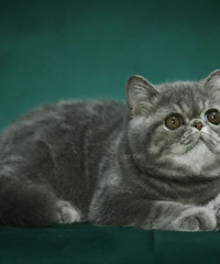 CFA�����ëè(�ӷ�è)