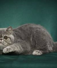 CFA�����ëè(�ӷ�è)