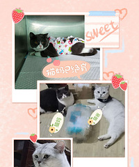 ����Ӣ�������ߴ��ؼҰɣ��г���