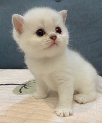 ��������è������ͬ��Ҽҳ�