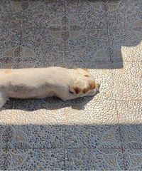 ���ź��ɴο�