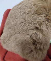 �ٺ�ɫ��ë����