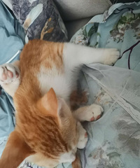 ���ɵ��ٰף��������