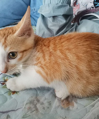 ���ɵ��ٰף��������