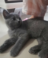 ��è�ܵ��Ҽ�