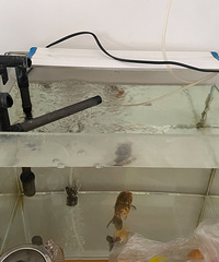 תһ���������