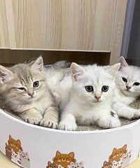 �𽥲�������Сè����ֻ��60���