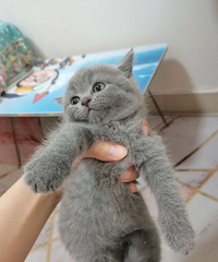 Ӣ����è�ܵ������Ҽ�