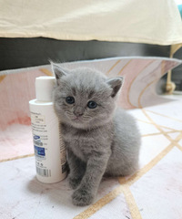 Ӣ����è�ܵ������Ҽ�