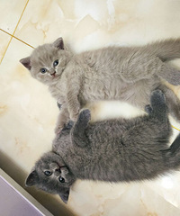 ��è�ˣ��߹�·����Ҫ����ѽ