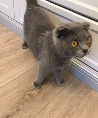 ת���۶�èĸè