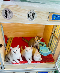 ������è�ܵܣ��ϼ�����è