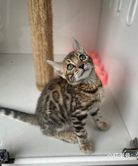 ������è�ܵܣ��ϼ�����è