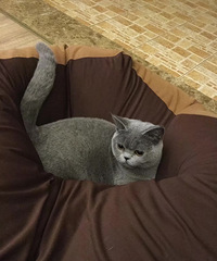 100Ԫ�ɷ�������Ӣ��ĸè����