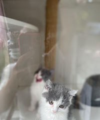 ���ߵ�����Ŷ������ϲ���Ŀڴ�