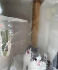 ���ߵ�����Ŷ������ϲ���Ŀڴ�