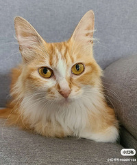 �山��С��è������