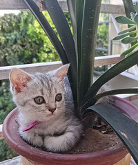 ��������Ӣ��Сè����Ҫ�Ҽҳ�