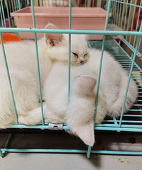 �������è��