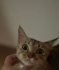 ճ��è��������