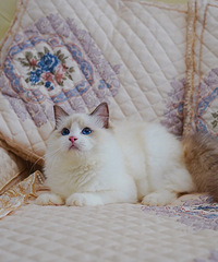 ��ż�ܵ����¼�