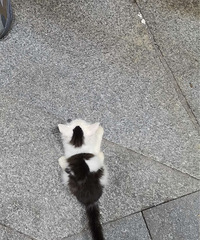 ��ţСè������