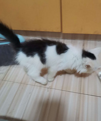 ��ţСè������